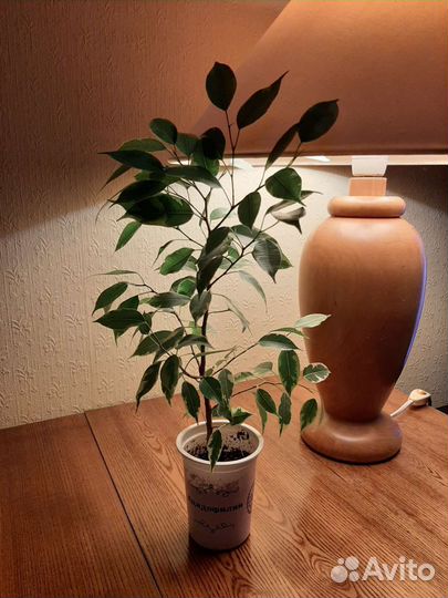 Фикус бенджамина пестролистный