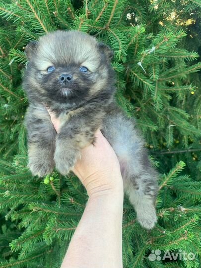 Щенки померанского шпица медвежьего типа
