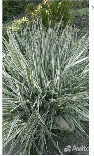 Многолетнее декоративное растение