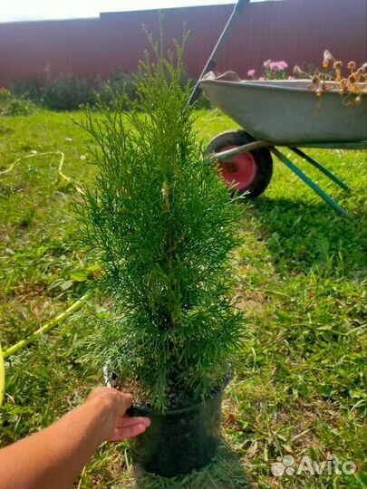 Туя сорта разные