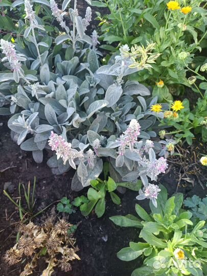 Цветущие кустарники