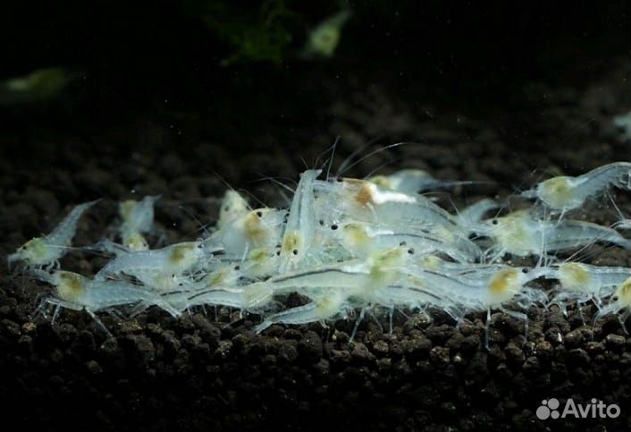 Аквариумные креветки в розницу,оптом,почтой по РФ