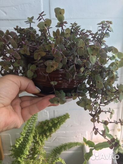 Коллизия Бьянка, Крибо,Голд,Бамбино