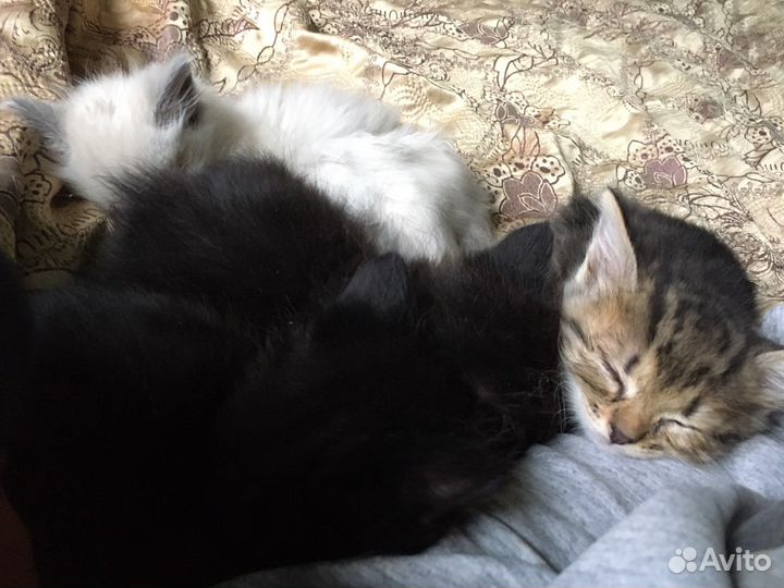 Котята в добрые руки
