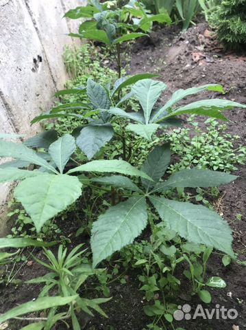 Саженцы конского каштана