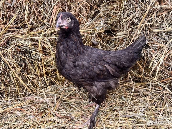 Kуpы нeсушки