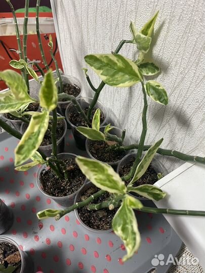 Педилантус