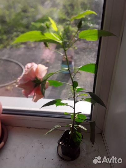 Гибискус цветущий