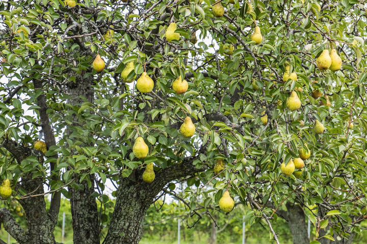 Участок 9 сот. (ИЖС)