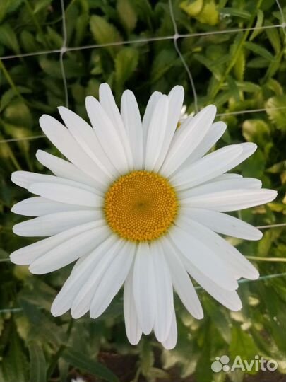 Ромашка садовая ранняя