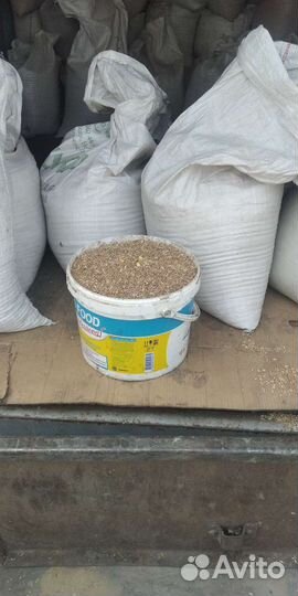 Пшеница фуражная