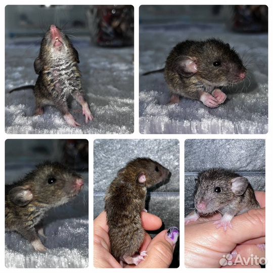 Породные крысята, ушки Дамбо