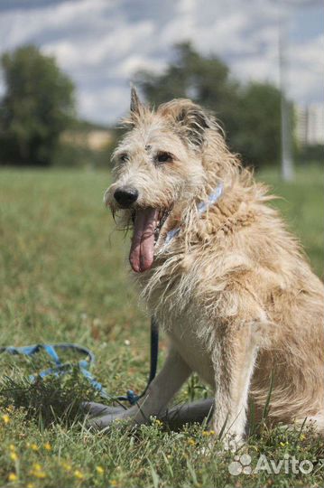 Собака из приюта ждет человека с большой душой