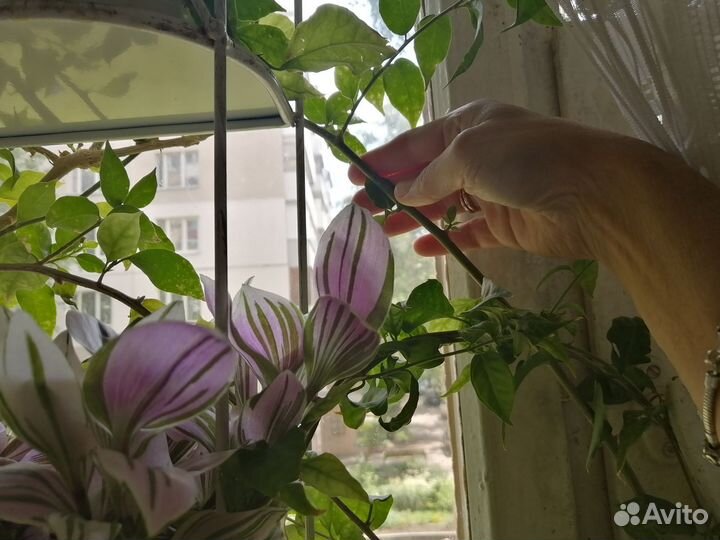 Бугенвиллея взрослая