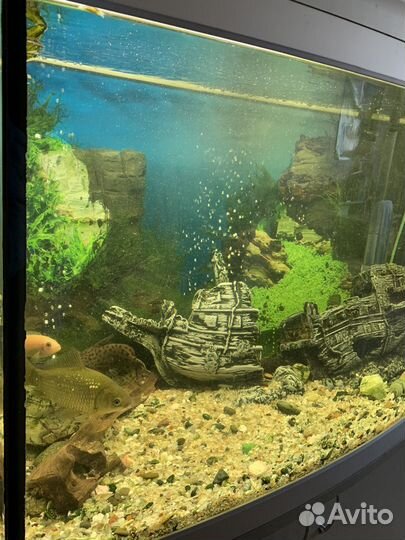Аквариум