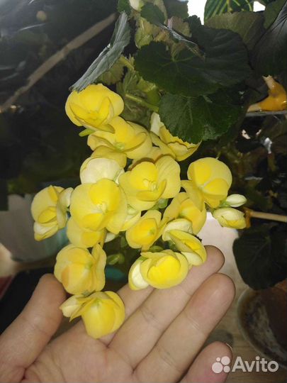 Бегония Элатиор есть розовая, жёлтая и оранжевая