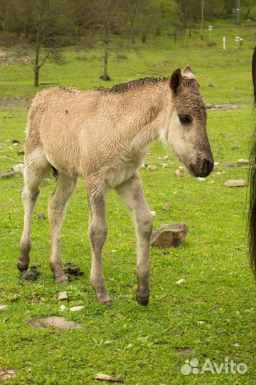 В продаже лошадь