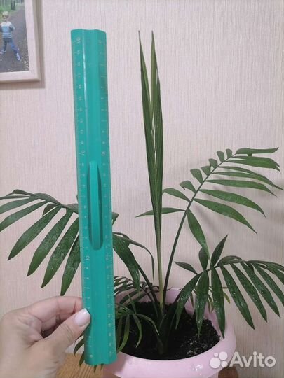 Пальма хамедорея