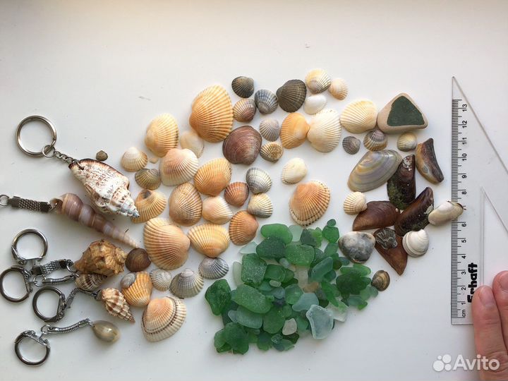 Ракушки стеклышки мидии