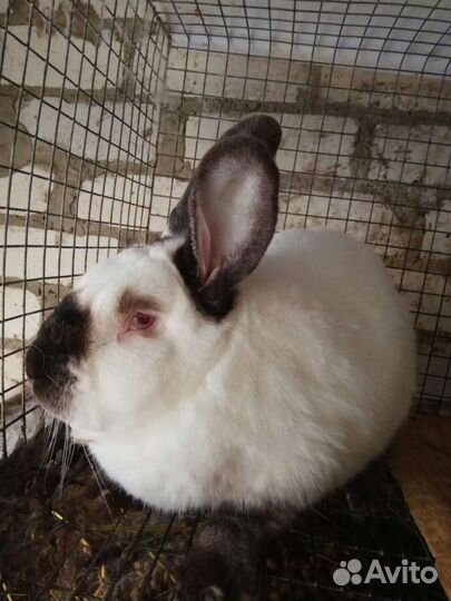 Кролики-калифорнийские