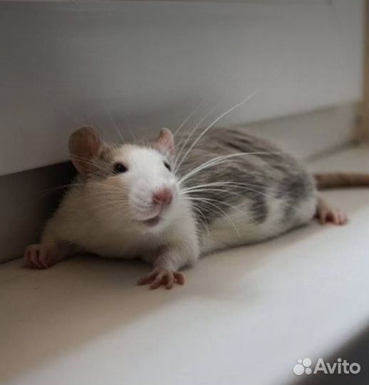 Передержка животных в домашних условиях