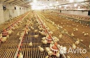 Система кормления и поения бройлеров