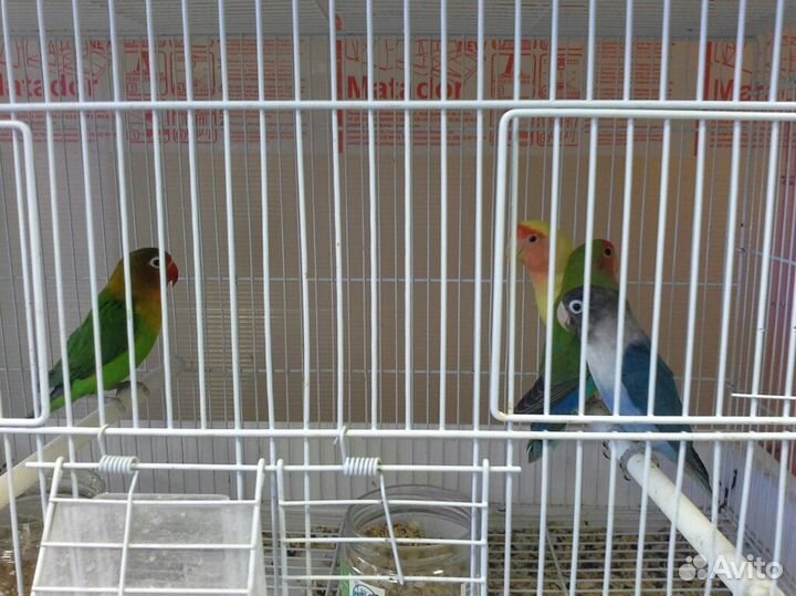 Волнистые попугаи, неразлучники, кореллы