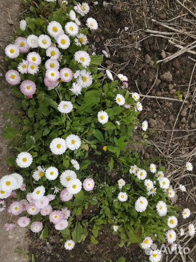 Маргаритки