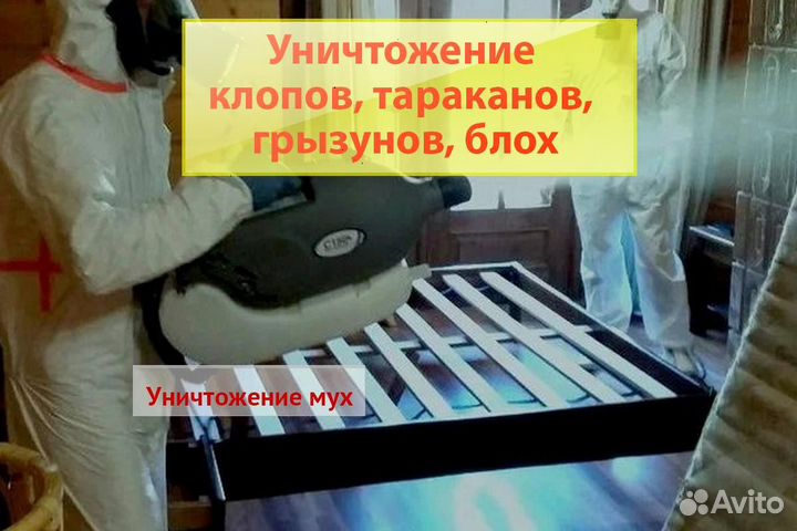 Уничтожение клопов тараканов грибка плесени