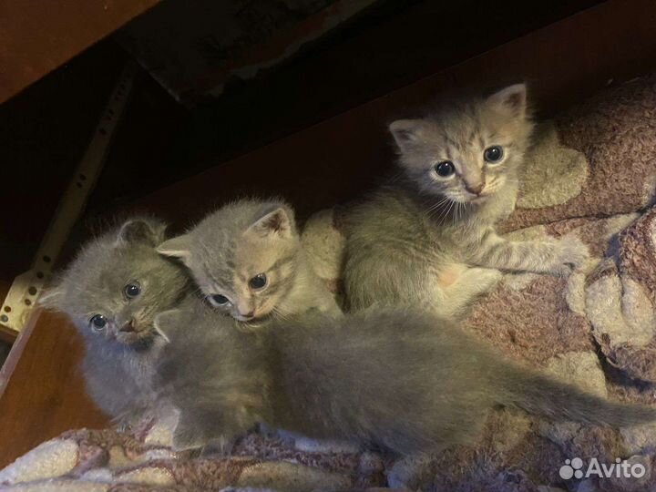 Британская кошка