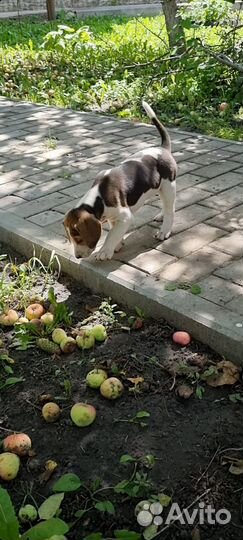 Щенки русской пегой гончей