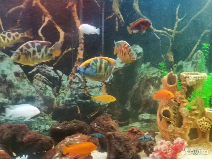 Малавийские цихлиды