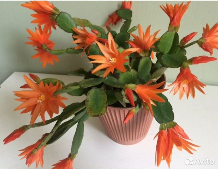 Декабрист шлюмбергера белый, оранжевый, цвет фукси