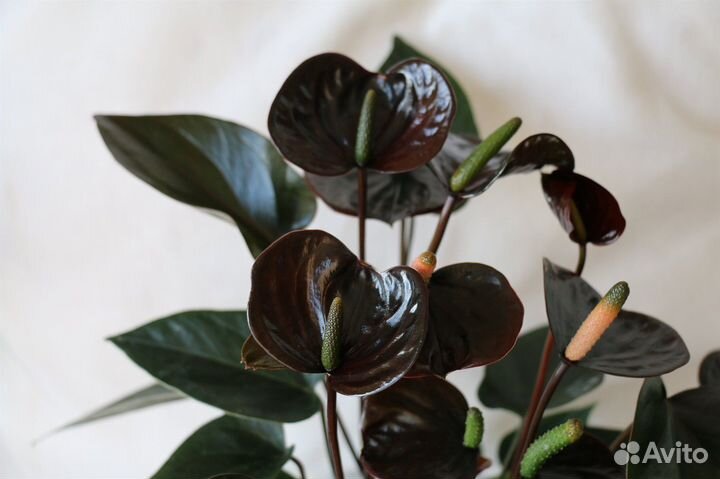 Комнатные цветы растение Антуриум Блэк лав