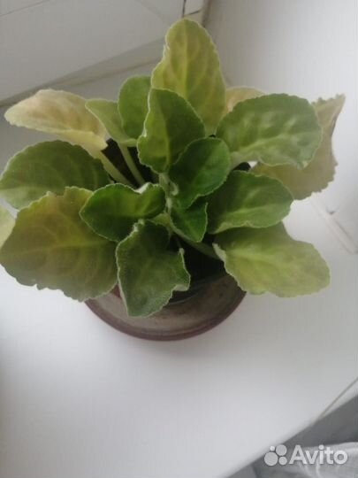 Фиалка белая