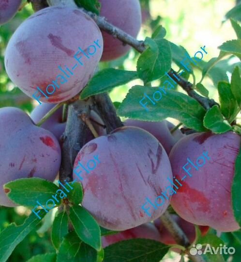 Слива Стартовая