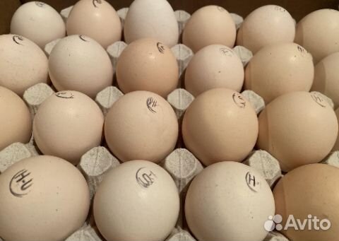 Яйцо инкубационное.Цыплята бройлер.Индюшата.Куры