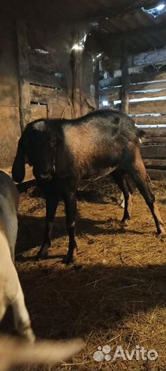 Нубийский козел