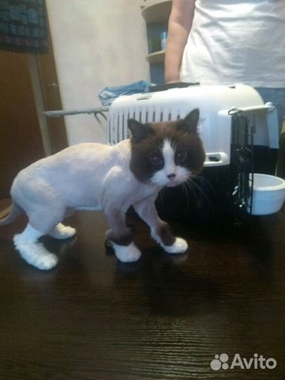 Стрижка кошек