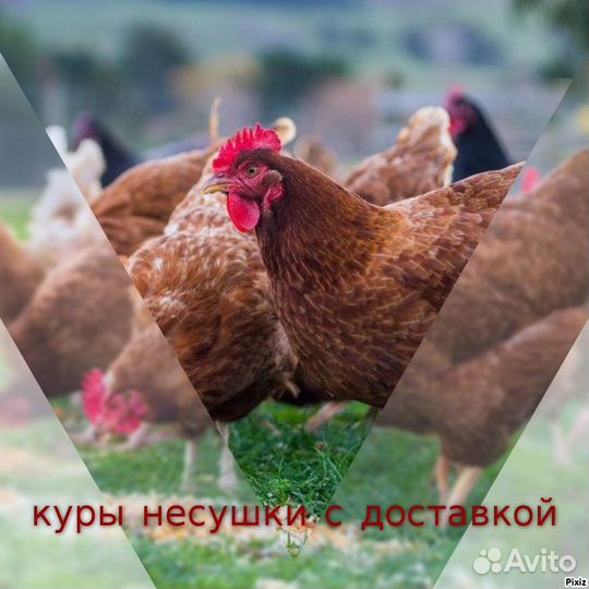 Куры ко двору