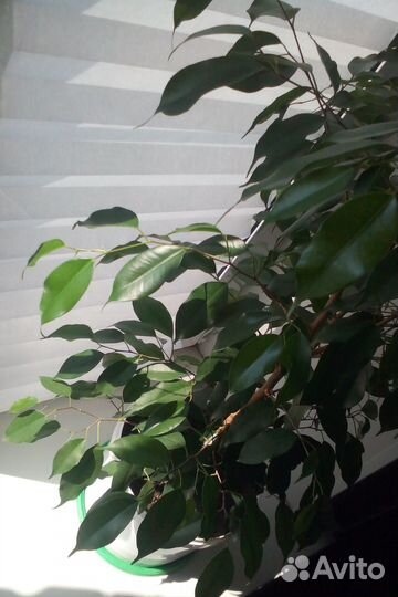 Фикус Бенджамина