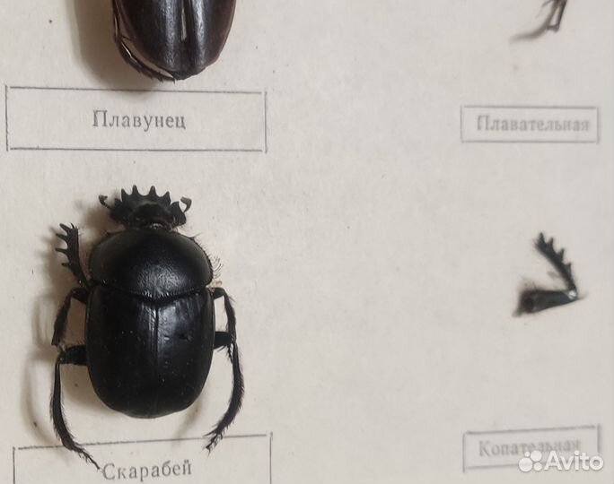 Конечности насекомых (учебные пособия, повреждены)