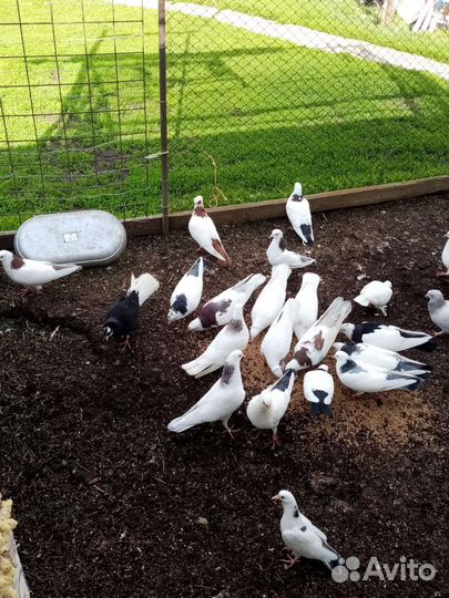 Бакинские голуби