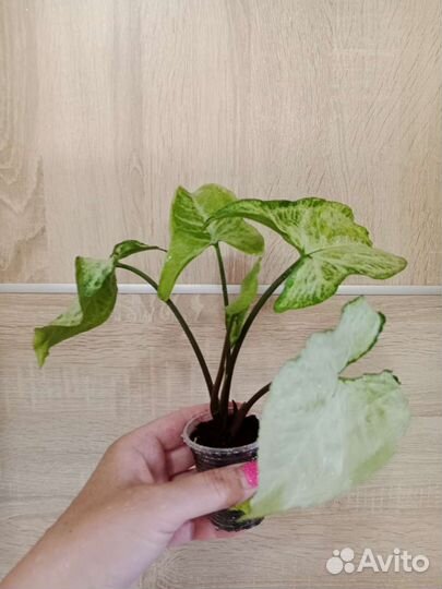 Сингониумы сортовые часть 3