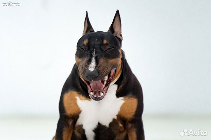 Вязка. Бультерьер стандартный