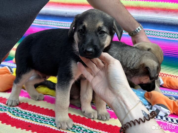 Щенки в дар маленькие подниматели настроения