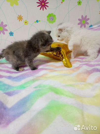 Котятки ищут добрых хозяев