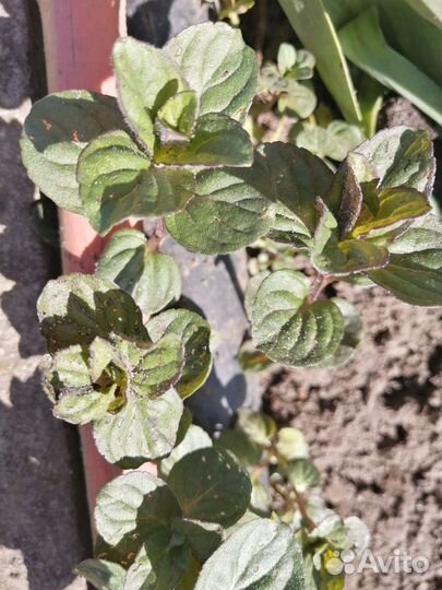 Мята карамельная