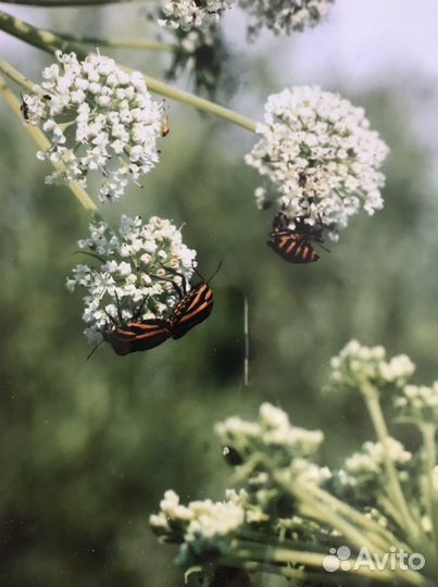 Рамка с фотографией живой природы