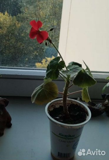 Герань(пеларгония)